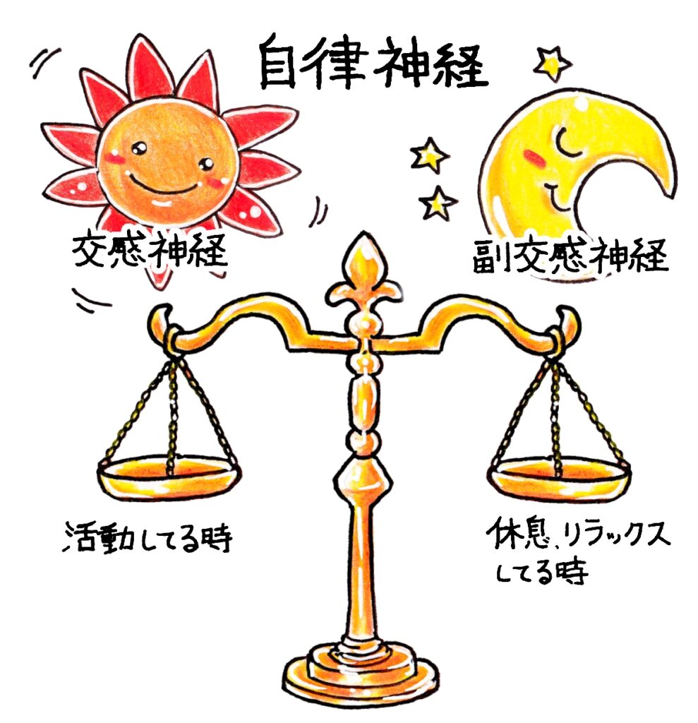 自律神経の仕組み